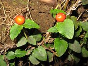 果実の先端に2花分の萼片が残る。ツルアリドオシ。