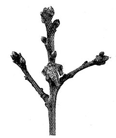 Fig. 11. Dotted Border, female.