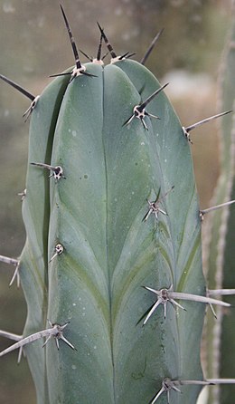 Myrtillocactus geometrizans