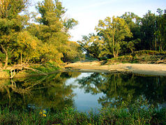 Ein Altarm der Donau-Auen bei Schönau