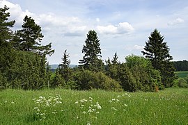 Wacholderbestände auf dem Schmiedsberg.