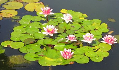 Nymphaea tetragona