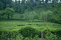 Teeplantagen am Schwarzen Meer