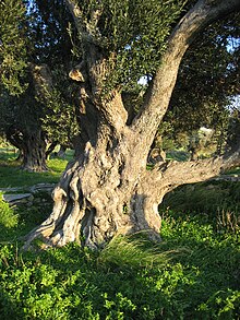 The olive; a foundation of Greek agriculture -- here in Karystos, Euboea Old olive tree in Karystos, Euboia, Greece.jpg