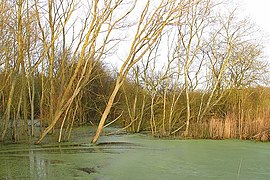 Old peat extraction areas, now flooded and "returned to nature", 2008