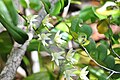 Orchidées de Madagascar, Angraecum sp, dans la foret de l'est de Madagascar