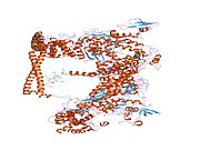 1i84: CRYO-EM STRUCTURE OF THE HEAVY MEROMYOSIN SUBFRAGMENT OF CHICKEN GIZZARD SMOOTH MUSCLE MYOSIN WITH REGULATORY LIGHT CHAIN IN THE DEPHOSPHORYLATED STATE. ONLY C ALPHAS PROVIDED FOR REGULATORY LIGHT CHAIN. ONLY BACKBONE ATOMS PROVIDED FOR S2 FRAGMENT.