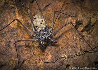 幼生を背負う Paraphrynus sp.