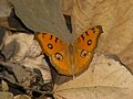 Fotografia da borboleta indo-malaia Junonia almana (Linnaeus, 1758), anteriormente colocada no gênero Precis.[12]