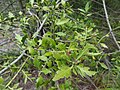 Phyllocladus alpinus, cladodes.