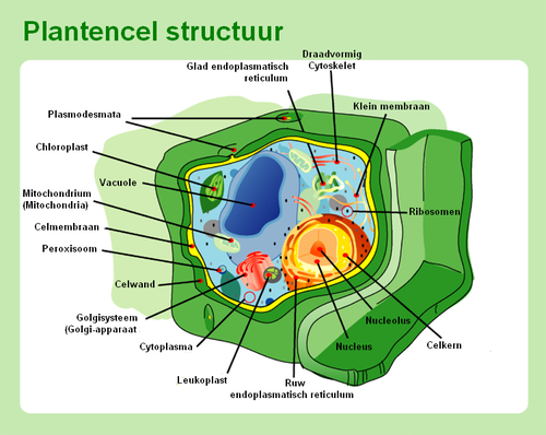 Plantencel met celorgannellen