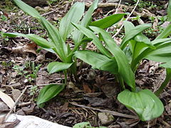 A. ochotense (Nagano).