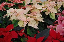 A variety of poinsettias, including with pink, white, red, or pink and white variegated bracts