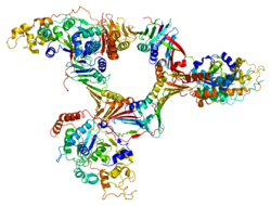 Protein FEN1 PDB 1ul1.png