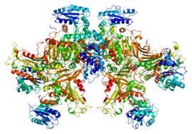 Image illustrative de l’article Glucose-6-phosphate déshydrogénase