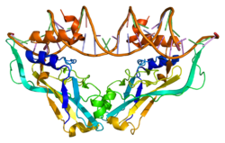 Белок TBX3 PDB 1h6f.png