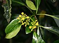 Psychotria capensis subsp. capensis