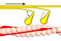 Etapa 3: Ligar com a actina faz a cabeça da miosina liberar o ADP e o íon de fosfato inorgânico retornando a configuração de baixa-energia, tracionando a actina em direção ao centro do sarcômero.
