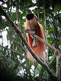 Thumbnail for List of birds of Papua New Guinea