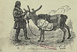 Вьючный олень с саамским погонщиком из Страны полуночного солнца, около 1881