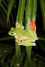 Dorsal view