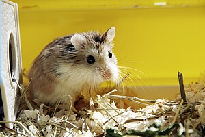 English: Roborovski hamster