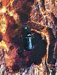 Roundheaded Pine Beetle