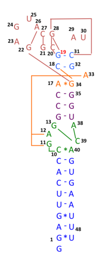 Schematic representation of the s2m RNA secondary structure, with tertiary structural interactions indicated as long range contacts. S2m structure of SARS-CoV.png