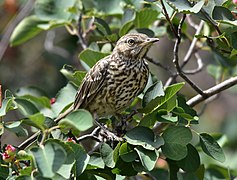 Beifuß-Spottdrossel (Oreoscoptes montanus)