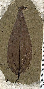 Schoepfia republicensis leaf fossil, Stonerose collections Schoepfia republicensis SRIC SR 98-11-05.jpg