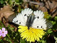 Schwarzer Apollo (Parnassius mnemosyne)