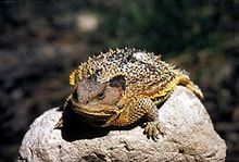 Short Horned Lizard.jpg