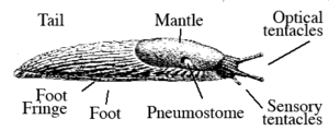 Рисунок слизняка с метками для ступни (нижняя сторона), бахромы на ступне, которая ее окружает, мантии за головой, пневмостома для дыхания, а также оптических и сенсорных щупалец