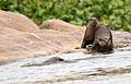 smooth-coated otter