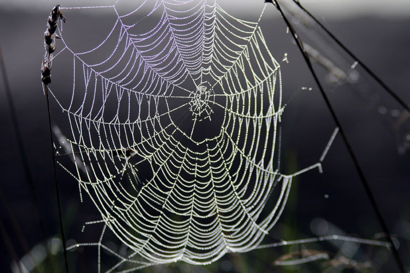 Ficheiro:Spinnennetz im Gegenlicht.jpg