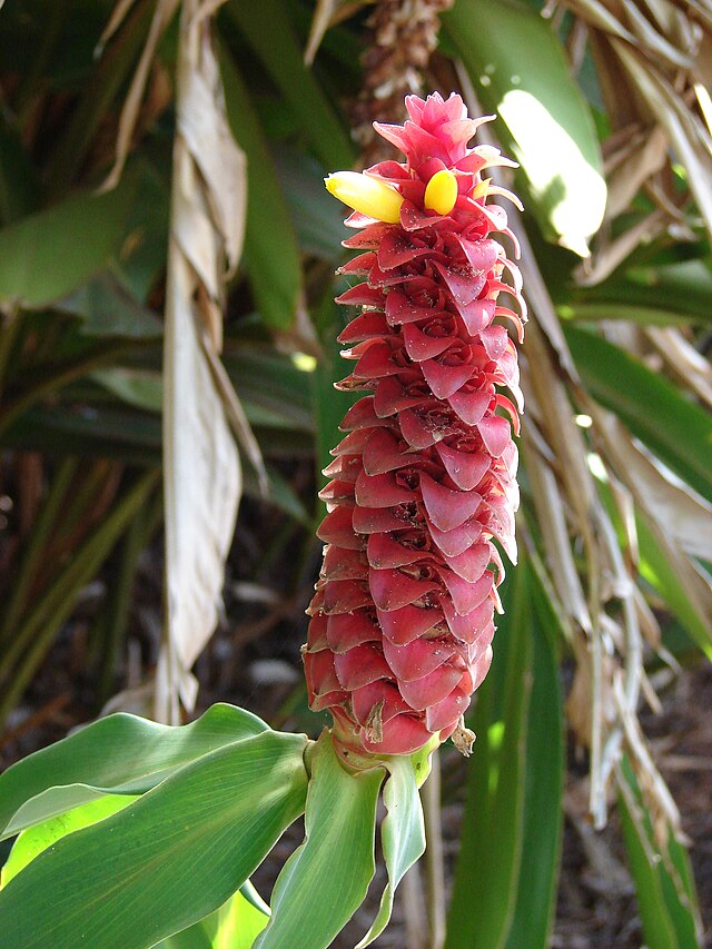 Description de l'image Starr 071024-0437 Costus comosus.jpg.