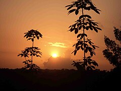 Sunset View among Rubber trees at Manathoor