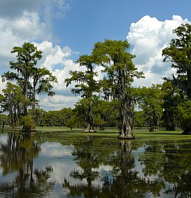 Floridansuosypressi (Taxodium distichum)