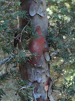 oregoni tiszafa (Taxus brevifolia) kérge