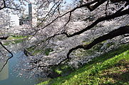 田安門の桜（2012年4月9日撮影）