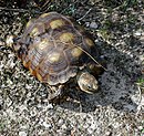 Texas tortoise (Gopherus berlandieri), Val Verde County, Texas