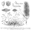 Trifolium angustifolium (A:)