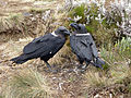 Corvus albicollis