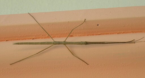 Unidentified Phasmatodea