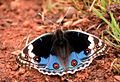 Blue Pansy (Junonia orithya) upperside at Bangalore, India.