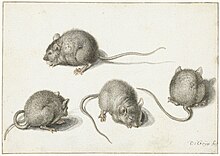Description de l'image Vier studies van een zieke muis, RP-T-1880-A-98.jpg.