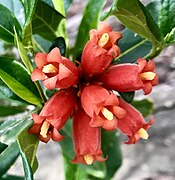 Close-up of the flowers