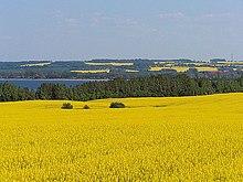 Zdjęcie, pole żółto kwitnącego rzepaku, u góry błękitne niebo