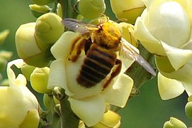 Macho de X. frontalis sobre flores de Bertholletia excelsa em Itacoatiara, Brasil.