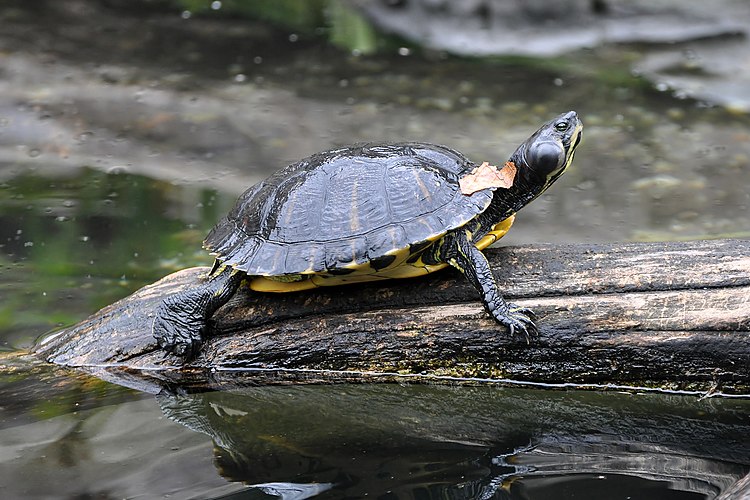 Красноухая черепаха (Trachemys scripta scripta) в Смитсоновском Национальном зоологическом парке, Вашингтон